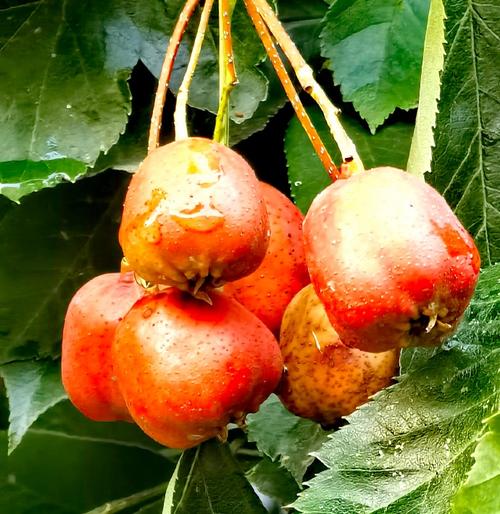 中国农科院最新山楂品种有何突破？-图3