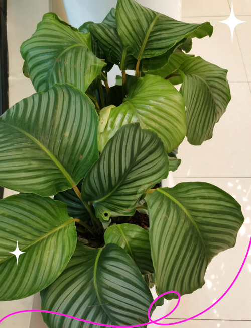 青苹果竹芋养护管理技术要点有哪些？-图2