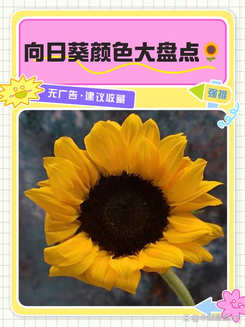 超级向日葵品种到底有多少种？-图2