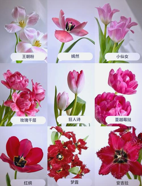 郁金香品种知多少?最大品种数之谜?-图1 郁金香品种知多少?最大品种数之谜?-图1