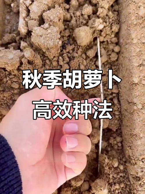 胡萝卜高产种植技术视频有哪些要点？-图3