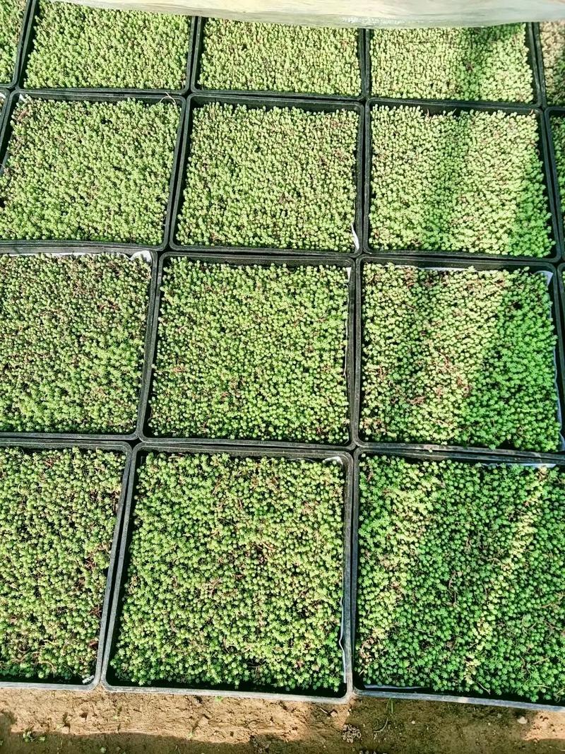 草本花卉育苗盘播种,关键技术要点有哪些?-图1 草本花卉育苗盘播种,关键技术要点有哪些?-图1