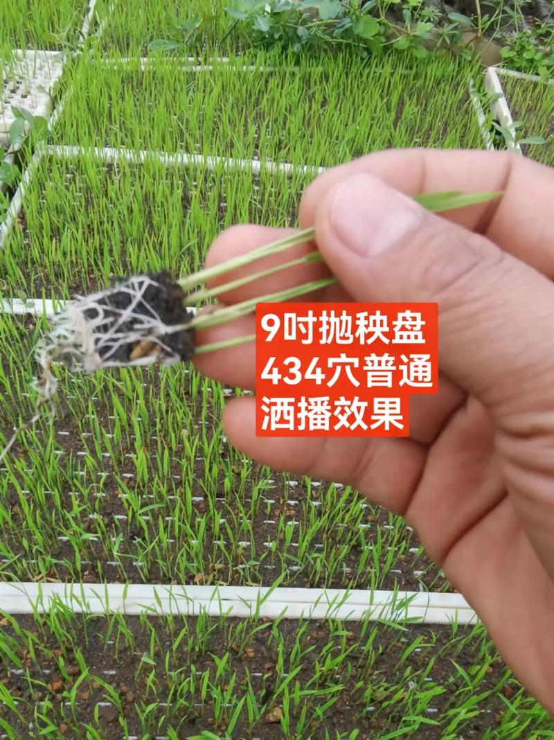 草本花卉育苗盘播种，关键技术要点有哪些？-图3