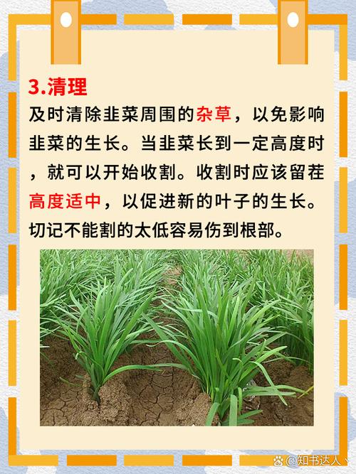 韭菜籽家庭怎么种植技术-图1 韭菜籽家庭怎么种植技术-图1