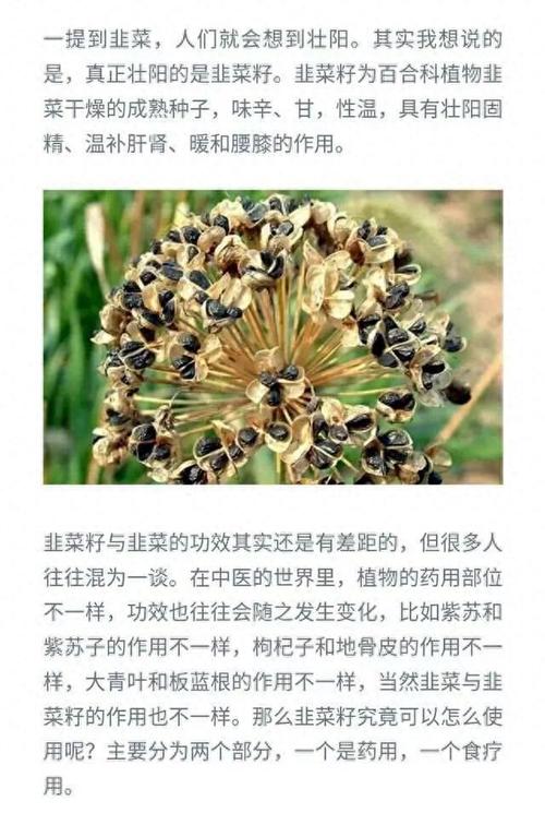 韭菜籽家庭怎么种植技术-图2
