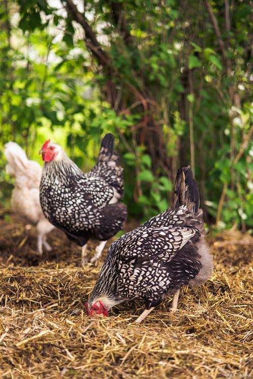 鸡的新品种的形成是由于-图3