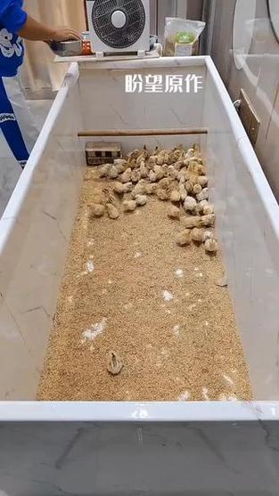 锯末发酵床养鸡技术如何操作？-图2