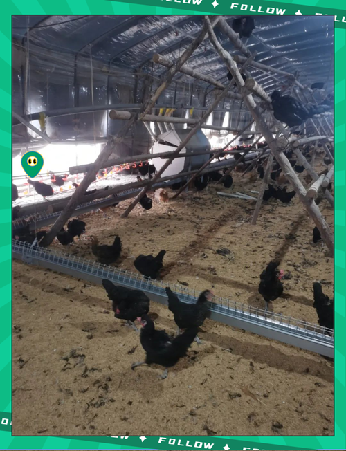 锯末发酵床养鸡技术如何操作？-图3