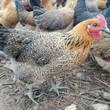 中国农村养殖网常见鸡品种有哪些？-图1