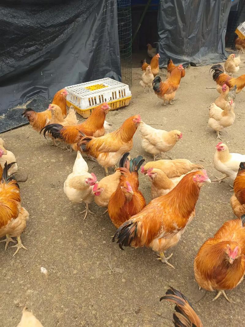 中国农村养殖网常见鸡品种有哪些？-图2