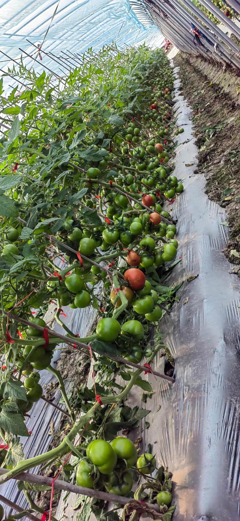 西红柿种植栽培技术视频有哪些要点？-图1
