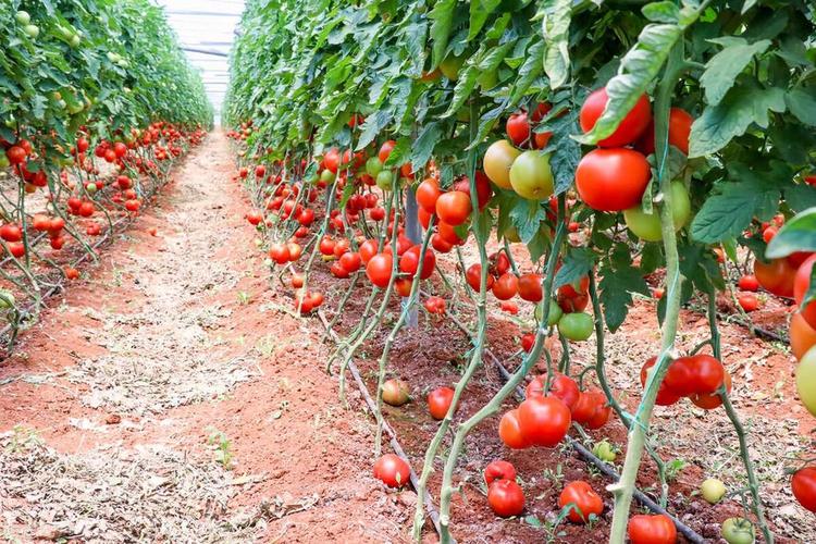 西红柿种植栽培技术视频有哪些要点？-图2