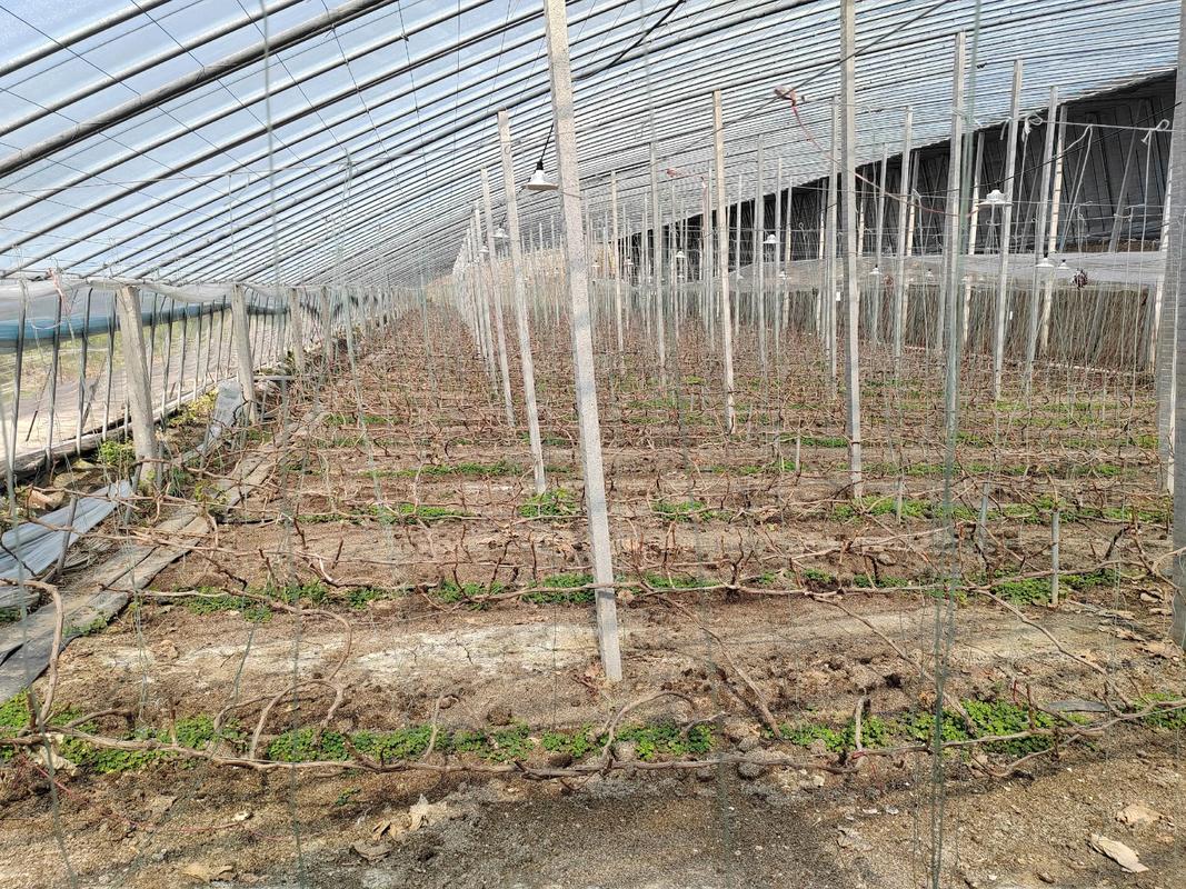 葡萄大棚管理技术有哪些要点？-图3