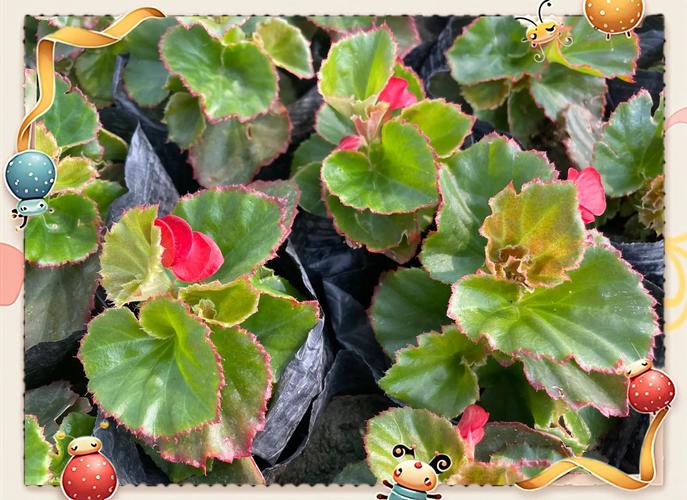 四季海棠哪个品种不怕晒-图2