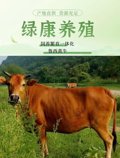 山东最适合养啥牛品种?-图3 山东最适合养啥牛品种?-图3