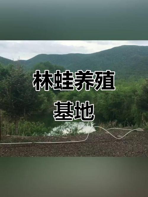 2025年林蛙养殖技术如何突破?-图1 2025年林蛙养殖技术如何突破?-图1