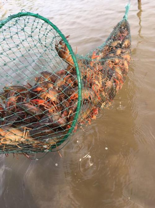 藕塘套养哪几种品种效益最佳?-图2 藕塘套养哪几种品种效益最佳?-图2