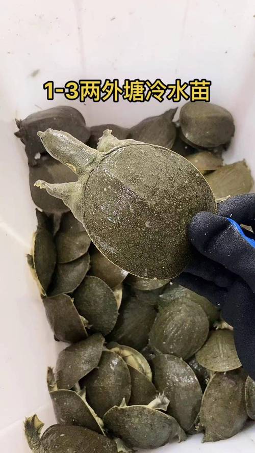 藕塘套养哪几种品种效益最佳?-图3 藕塘套养哪几种品种效益最佳?-图3