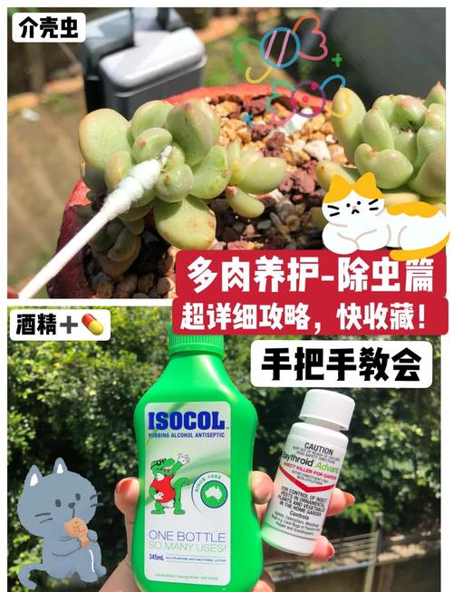 哪些多肉品种能避开蚧壳虫侵扰?-图1 哪些多肉品种能避开蚧壳虫侵扰?-图1