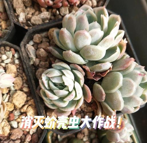 哪些多肉品种能避开蚧壳虫侵扰?-图2 哪些多肉品种能避开蚧壳虫侵扰?-图2