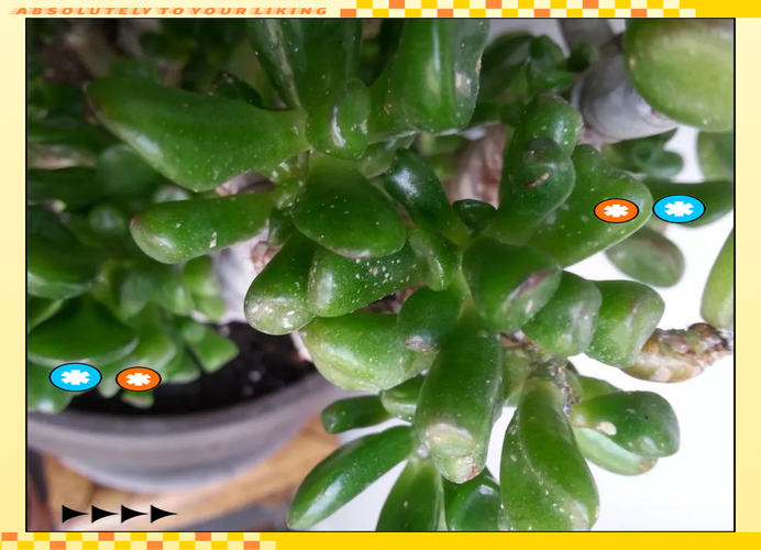 哪些多肉品种能避开蚧壳虫侵扰?-图3 哪些多肉品种能避开蚧壳虫侵扰?-图3