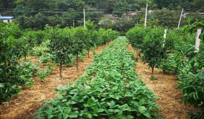 果园间作方法及关键技术要点有哪些?-图1 果园间作方法及关键技术要点有哪些?-图1