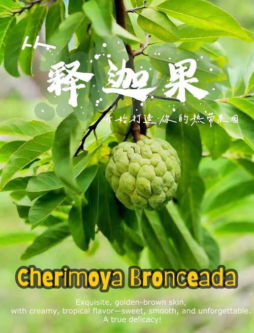 果园间作方法及关键技术要点有哪些?-图3 果园间作方法及关键技术要点有哪些?-图3