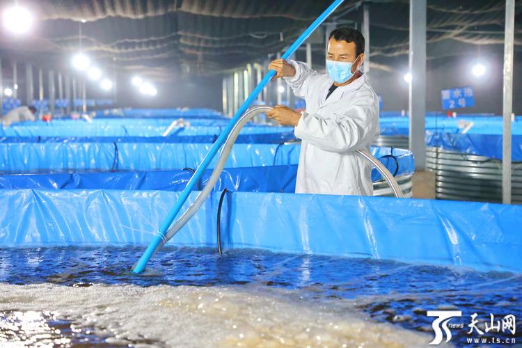 室内南美白对虾养殖技术有哪些关键点?-图1 室内南美白对虾养殖技术有哪些关键点?-图1