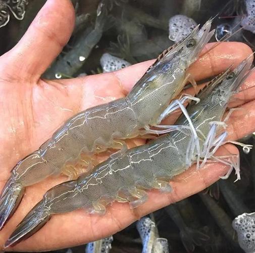 室内南美白对虾养殖技术有哪些关键点?-图2 室内南美白对虾养殖技术有哪些关键点?-图2