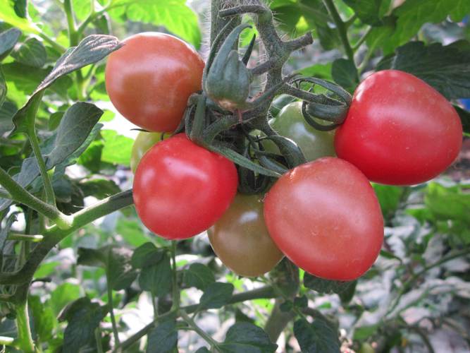 哪些蔬果最适合无土栽培?-图1 哪些蔬果最适合无土栽培?-图1