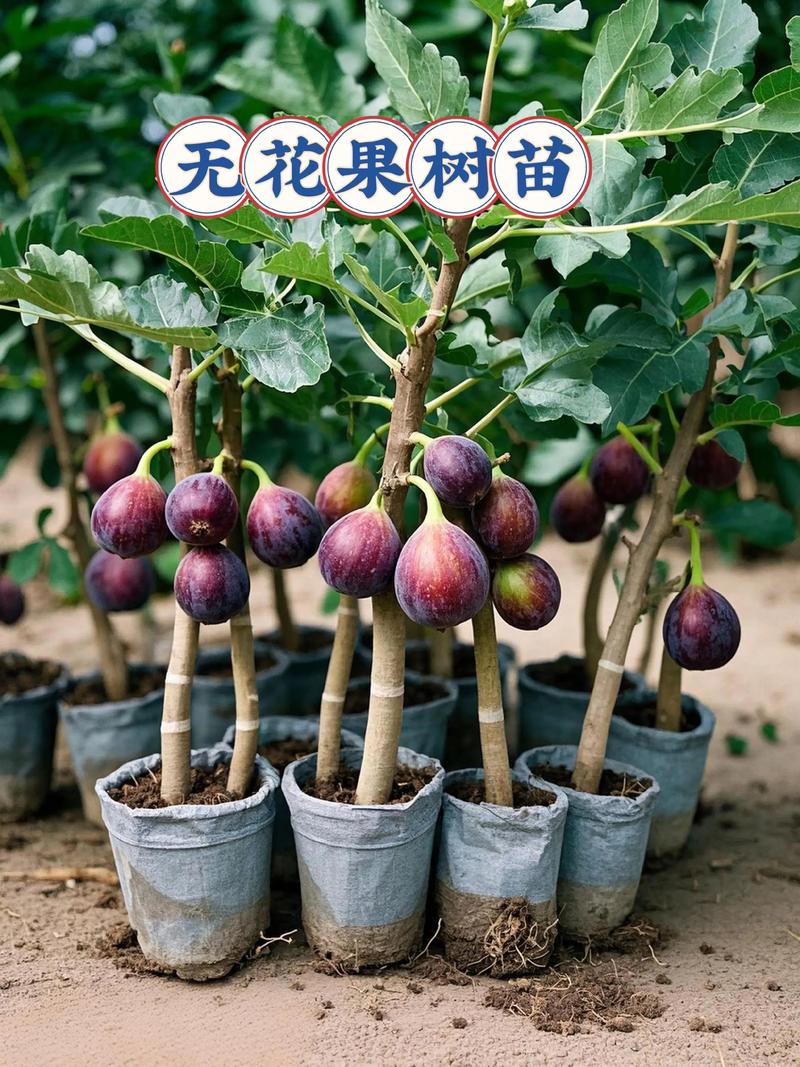 哪些蔬果最适合无土栽培?-图3 哪些蔬果最适合无土栽培?-图3