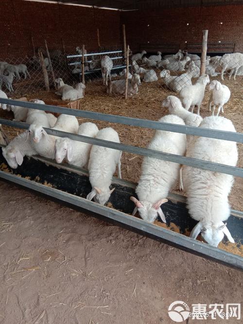 四川适合养什么羊品种?-图2 四川适合养什么羊品种?-图2