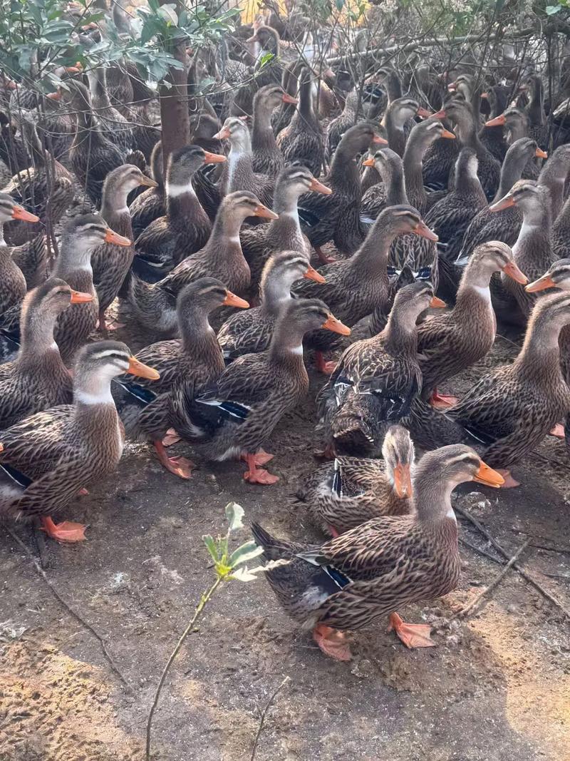 2025番鸭最新收购价多少钱一斤？-图2