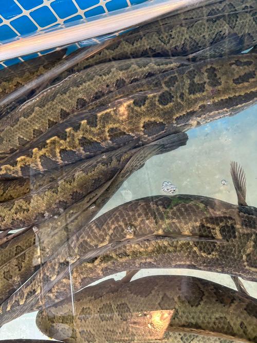 稻田养黑鱼，技术关键点有哪些？-图3