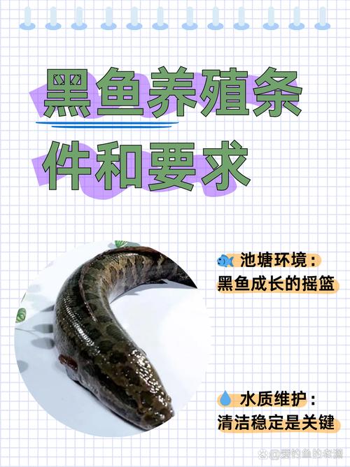 稻田养黑鱼,技术关键点有哪些?-图1 稻田养黑鱼,技术关键点有哪些?-图1