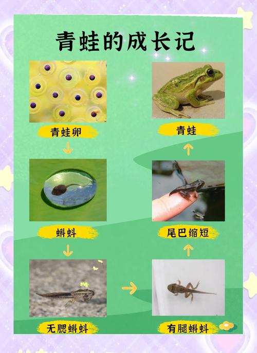 CCTV2青蛙养殖技术核心要点是什么？-图2