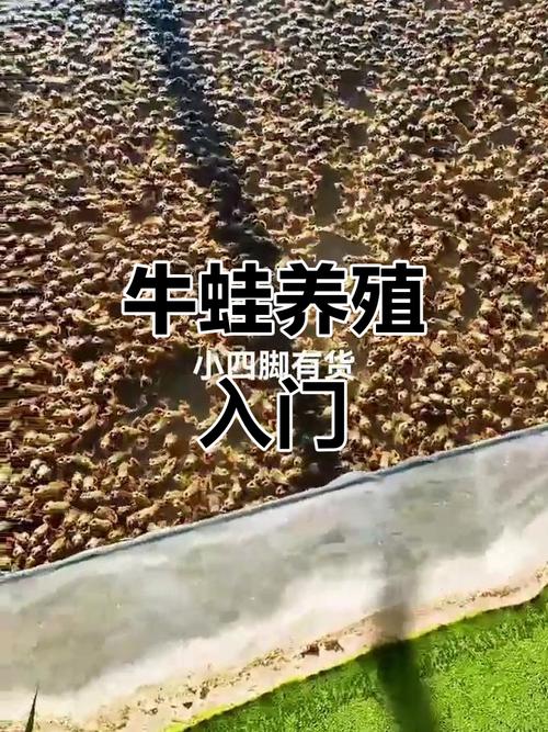 CCTV2青蛙养殖技术核心要点是什么？-图3