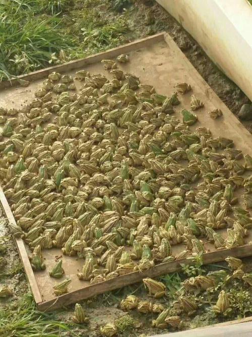 CCTV2青蛙养殖技术核心要点是什么?-图1 CCTV2青蛙养殖技术核心要点是什么?-图1