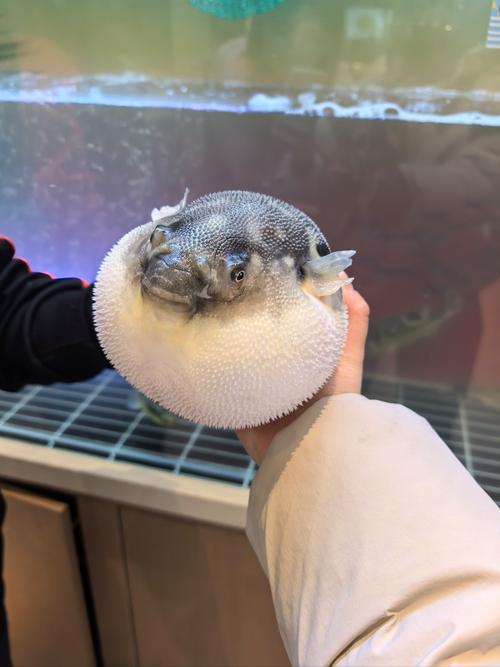 河豚鱼最常见食用品种是哪些?-图1 河豚鱼最常见食用品种是哪些?-图1