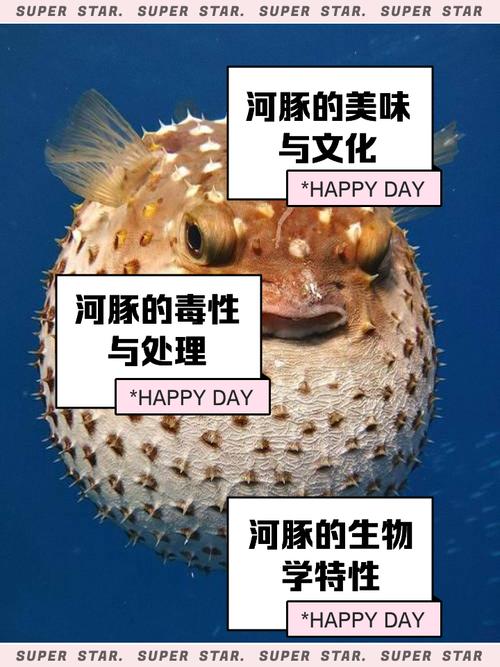 河豚鱼最常见食用品种是哪些？-图3