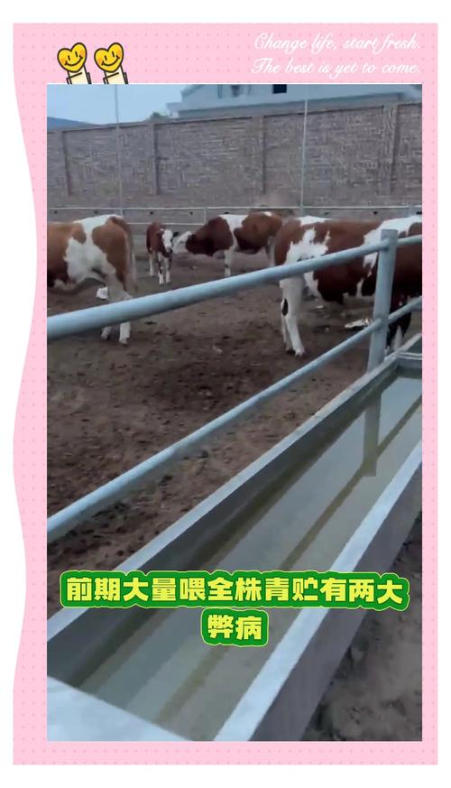 山区养牛技术难点与饲养方法有哪些？-图3