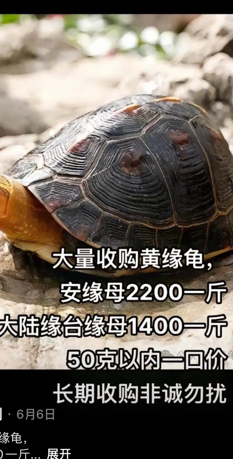 2025年9月安缘龟价格会涨还是跌?-图1 2025年9月安缘龟价格会涨还是跌?-图1