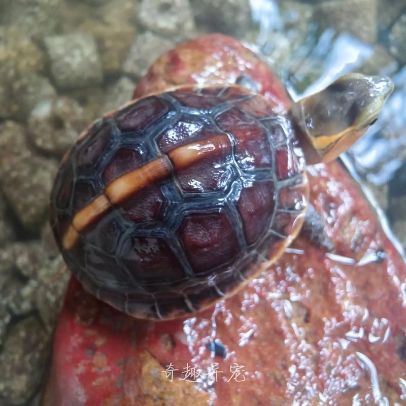 2025年9月安缘龟价格会涨还是跌？-图2