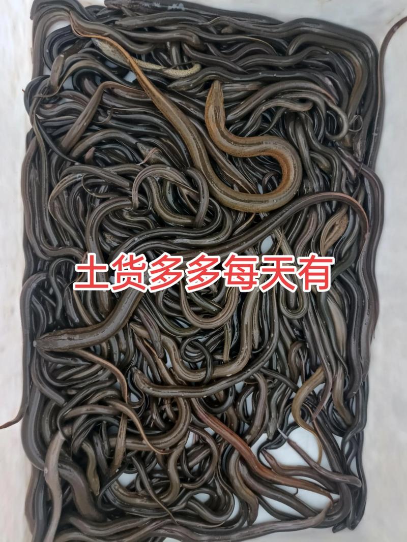 2025年泥鳅批发价会涨还是跌？-图3