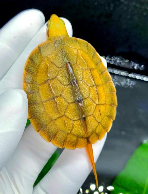 2025广东金钱龟价格表最新行情如何?-图2 2025广东金钱龟价格表最新行情如何?-图2