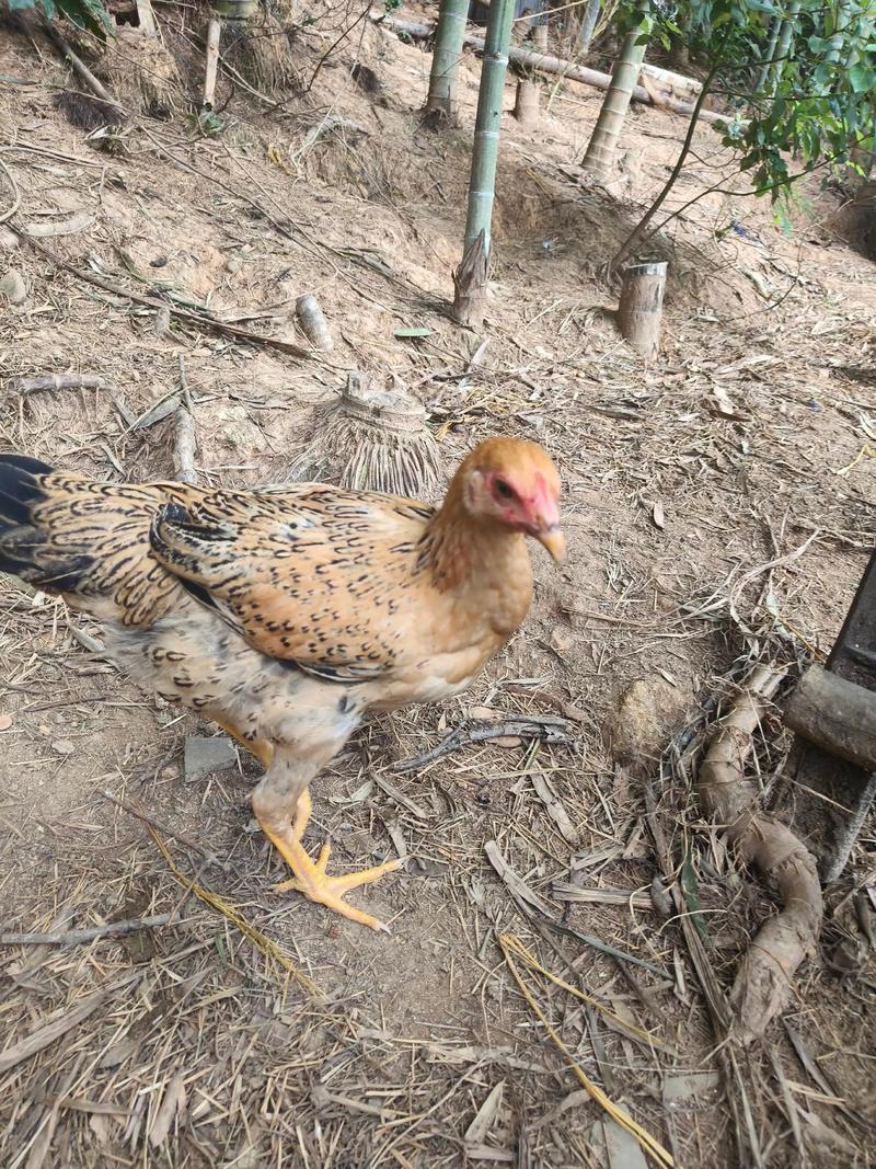 小型土鸡品种一只多少钱？-图2