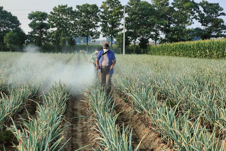 大葱怎么种才高产？收获有啥讲究？-图3