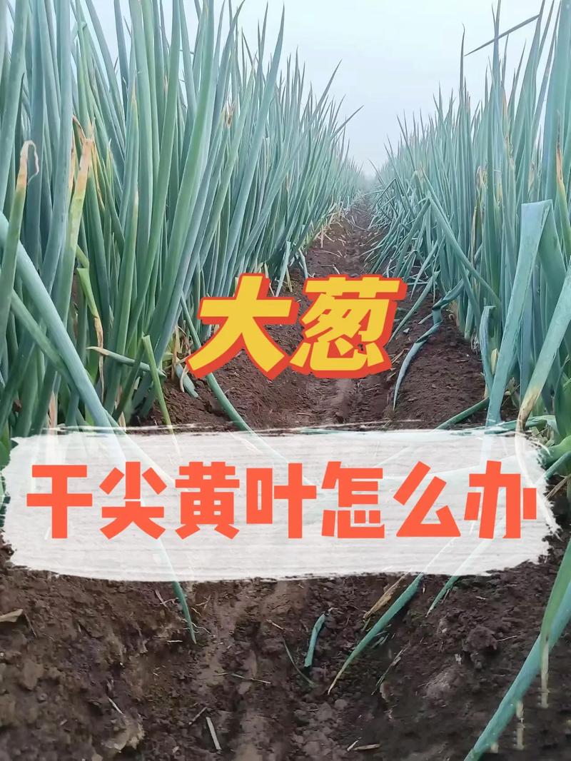 大葱怎么种才高产？收获有啥讲究？-图2