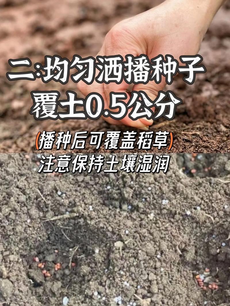 胡萝卜新品种有哪些?栽培技术如何掌握?-图1 胡萝卜新品种有哪些?栽培技术如何掌握?-图1