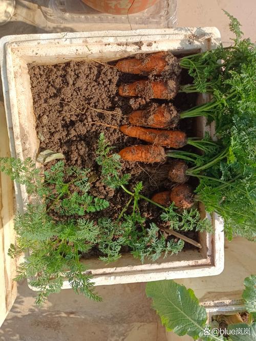 胡萝卜新品种有哪些？栽培技术如何掌握？-图3